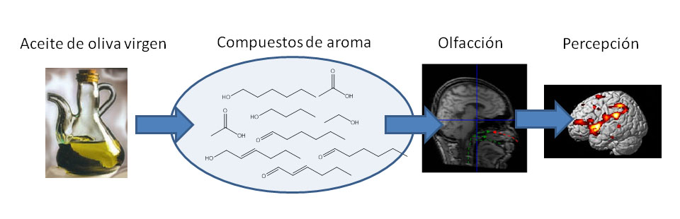 Aproximación a la calidad del aceite de oliva virgen a través de la química